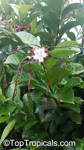 Image result for Strophanthus