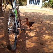 Chicken Poking My Bike Hee Hee Cute My Ride Riding Cute