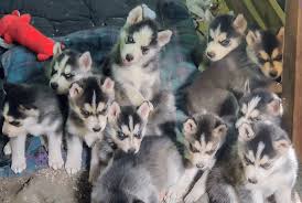 Husky dachshund mix for sale if you have a young puppy in your home and you would like to create … Siberian Husky Puppies For Sale Denver Co 332240