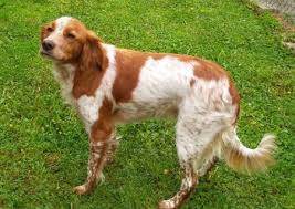 Image result for bretanský dlouhosrstý ohař