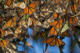 Maybe you would like to learn more about one of these? Where To See The Monarch Butterflies In California