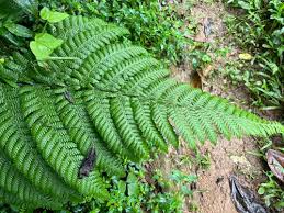 Image result for Megalastrum lanuginosum