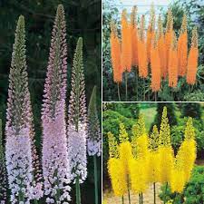 Find perennial flowers, seeds & plants in a variety of colors, textures, forms, and fragrances available at affordable prices from burpee. Foxtail Lily Collection Perennials The Vernon Nursery Planting Flowers Plants Ornamental Plants