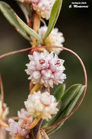 Image result for Cuscuta approximata