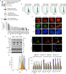 At lee & associates, it is not enough to simply be good at what we do. G9a Relb Regulates Self Renewal And Function Of Colon Cancer Initiating Cells By Silencing Let 7b And Activating The K Ras B Catenin Pathway Nature Cell Biology