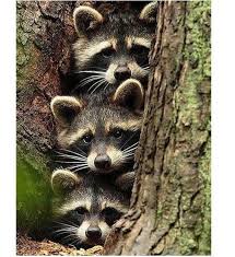 Raccoons Diamond Painting Full Square Wall Art Mosaic Stickers Animals Diamond Dotz Picture Scenery Magic Crysta In 2020 Cute Animal Pictures Cute Animals Animals Wild