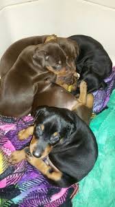 Black And Tan Doberman Puppies Doberman Puppies 4 Weeks Old Sleeping Dogs Doberman Puppy Doberman