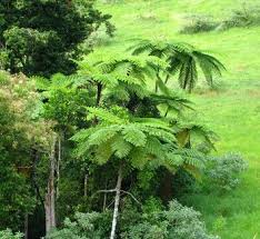 Image result for Cyatheaceae
