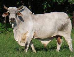 The Cattle Blog Libido In Brahman Bulls