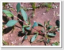 We did not find results for: The Weeds Of Oklahoma Nutri Green