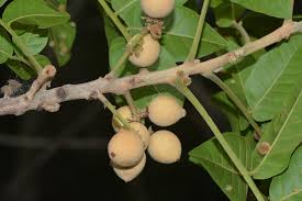 Image result for Lecaniodiscus