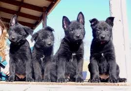 We did not find results for: Everything You Need To Know About Buying Or Adopting A Black German Shepherd