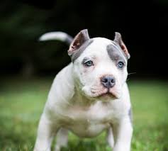 Especially if they are blue or brindle in color. Ear Cropping Essential Tips For Puppy Owners Bully Max