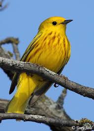 This is one of our most widely distributed warblers, nesting from the arctic circle to mexico, with closely related forms along tropical coastlines. Yellow Warbler South Dakota Birds And Birding