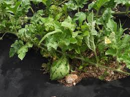 Image result for Citrullus lanatus