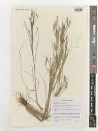 Image result for Andropogon fastigiatus