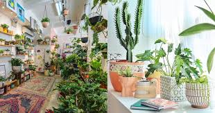 One of the best plants to keep indoors. 6 Trendy Plant Shops In S Pore For Millennials Obsessed With Houseplants Mothership Sg News From Singapore Asia And Around The World