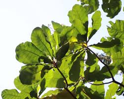 Image result for Anthocleista