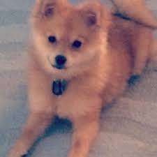 Maybe you would like to learn more about one of these? Photos At Petco Pet Store In Paramus