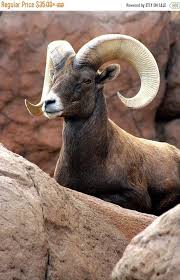 Bighorn Sheep Bighorn Ram Animal Photography Arizona Sonora Etsy Animal Photography Wildlife Wild Animals Photography Animal Photography