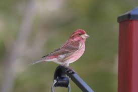 Brown Bird With Red On Back Of Head The Purple Finch Carpodacus Purpureus Is A Small Finch Adults Have A Short Forked Brown Tail And Brown Wings Adult Males Backyard Birds Finches Bird Birds