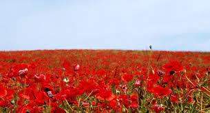 Papoula Red Poppy Remembrance Day Remembrance Day Poppy Poppies