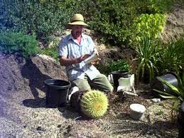 The strategy of cutting depends on the shape of the cactus. Repotting A Large Barrel Cactus Safely Mov Youtube