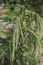 Image result for Cannabaceae