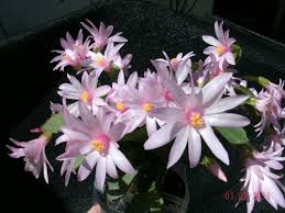 We did not find results for: Easter Cactus Blooms In Florida
