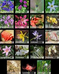 Image result for Amaryllidaceae