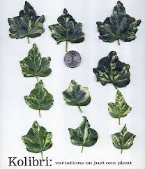 Image result for Indigofera fuscobarbata