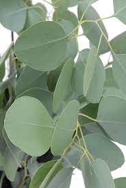 Pin By Martina Anna On Eucalyptus Silver Dollar Eucalyptus Eucalyptus Leaves Plants