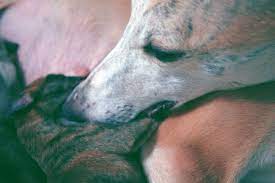 Die dänischen fußballer bilden einen kreis um ihren mitspieler bild: Kollaps Allevamento Greyhound E Whippet Il Mio Cane Portale Sui Cani