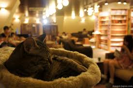 Located in shinjuku, cat cafe nyankoto is more of a traditional style cat cafe that caters more towards locals with its simple interior. Neko Cafe A Cat Experience In Japan