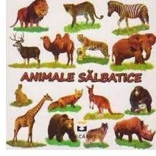 Copyright fise pentru colorat animale salbatice din tara noastra. Animale SÄƒlbatice Cartepedia Ro
