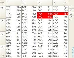 En Codon_table Biowiki