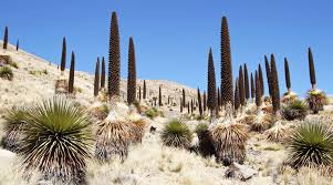 A cactus can be mined by hand without taking damage. Pumapampa Puya Raimondii The World In Images
