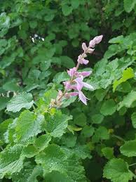 Image result for Ocimum labiatum