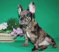 Blue Brindle French Bulldog Puppy Female Frenchieforsale Frenchie4sale Frenchbulldogforsa Brindle French Bulldog French Bulldog Blue Brindle French Bulldog