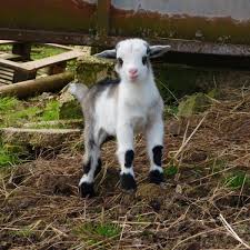 Check spelling or type a new query. Pygmy Goats Available Now Wynnes Of Dinmore