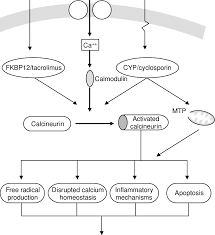 Image result for Tacrolimus