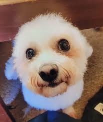 Got my beautiful girl Roxy tattooed