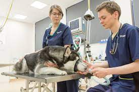 24petwatch offers pet insurance for accident & illness policies and lost pet services to reunite lost pets with their families. Emergency Vet Gateshead Nights Weekends 24 Hrs Sunday Vets Now