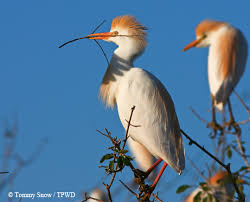 Eastern bluebirds breed in texas from near sea level to about 1200 m (4000 ft) in a wide variety of habitats, excluding treeless prairies and deep forest interiors (oberholser 1974). 12 Birds Every Texan Should Know Tpw Magazine August September 2014
