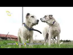 Akbas Ve Kangal Arasi Denilen Ala Kopekleri Kangal Aski Ciftci Tv Youtube