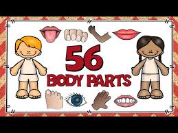 Female Body Parts Name With Picture Free Of The Download - Human Body Parts  Name In Spanish, Hd Png Download , Transparent Png Image - Pngitem