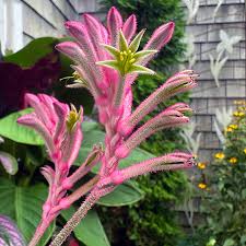 Image result for Anigozanthos