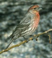 Yellow Birds Native To Georgia House Finch The Texas Breeding Bird Atlas Birds Of Georgia Bird Species Common Birds
