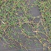 Image result for Cynodon nlemfuensis