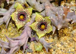 Image result for Orbea paradoxa